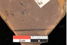 Foto (Detailsansicht) von Fagus feroniae Unger (NHMW-GEO-2024-0188-0990)